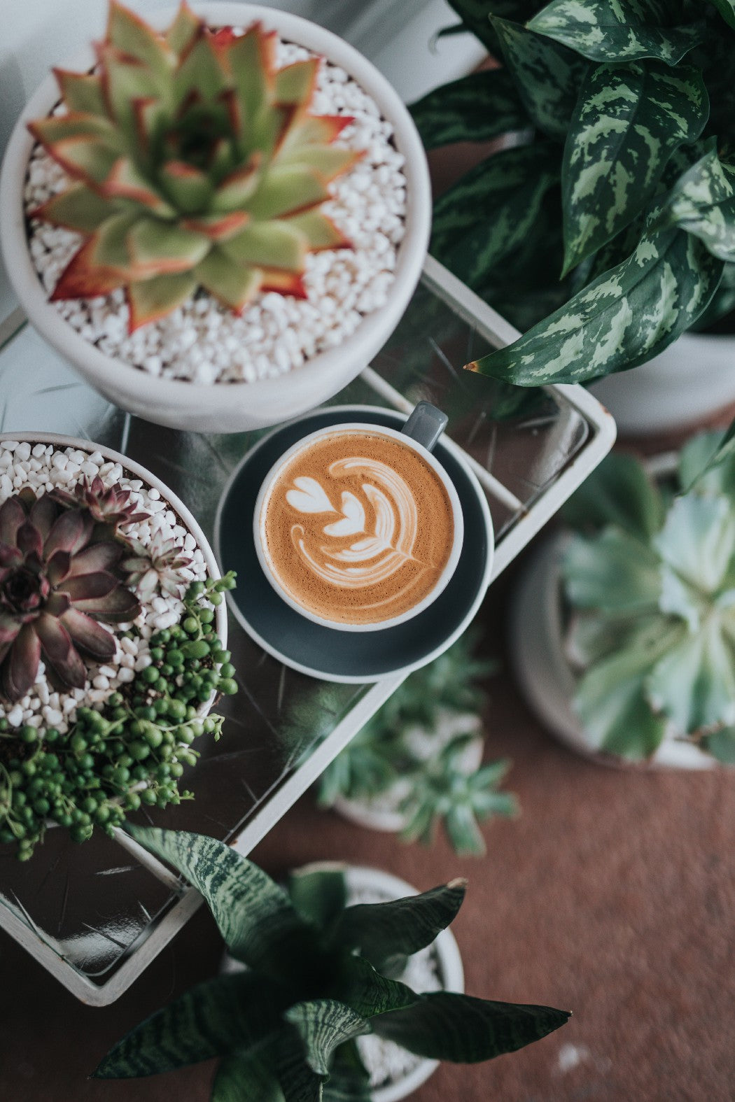  Terra Kaffe | Cappuccino surrounded by various plants